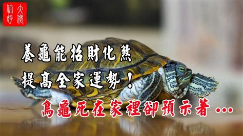 烏龜 財位|養烏龜招財：改善風水、提升運勢的秘訣 